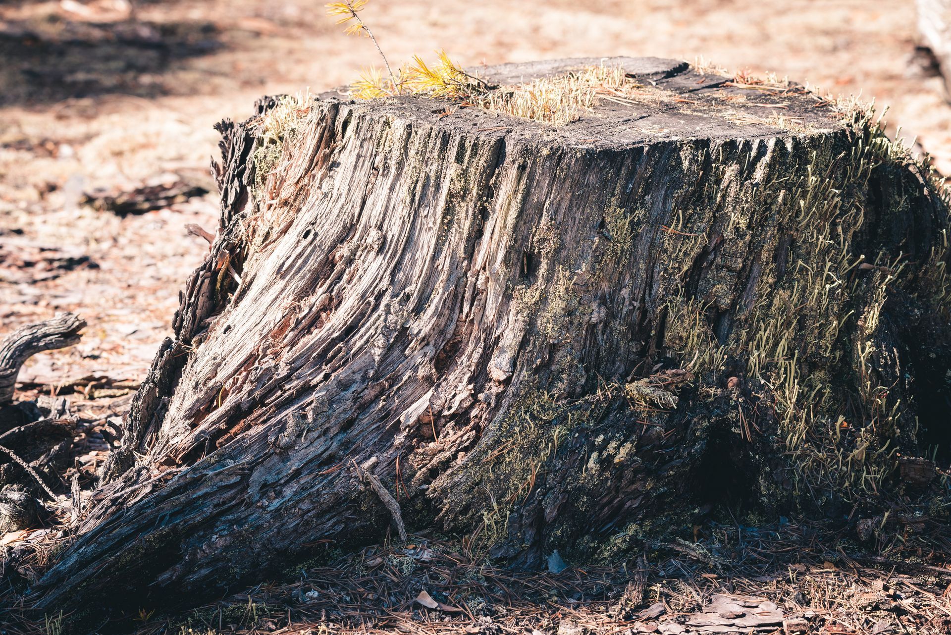 Stump Grinding in Waterbury, CT | Ed the Tree Man, LLC