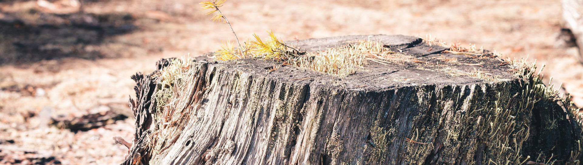 Stump Grinding in Waterbury, CT | Ed the Tree Man, LLC