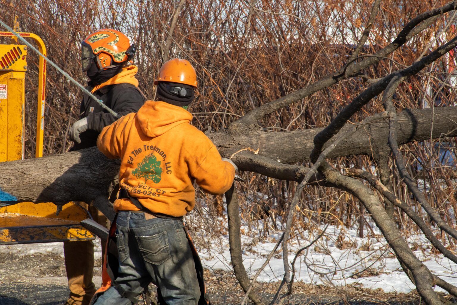 Tree Services in Waterbury, CT | Ed the Tree Man, LLC Tree Services in Waterbury, CT | Ed the Tree Man, LLC
