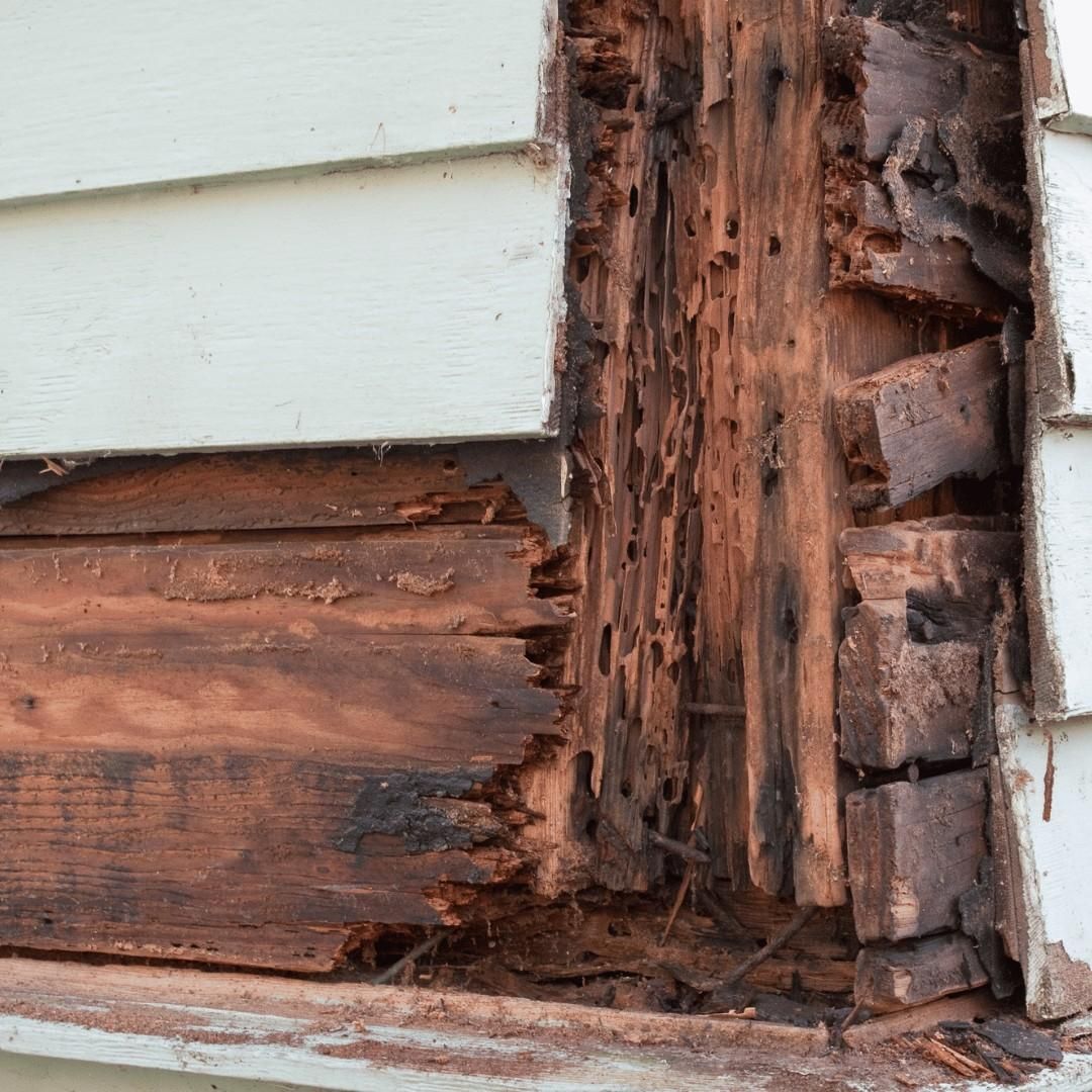 Damaged wood siding and exposed rotted corner trim on a house exterior