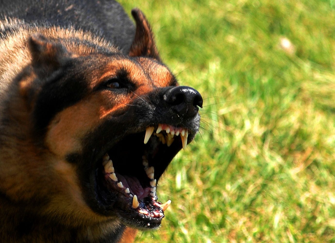 Two dogs on leashes face each other on a paved path. One is tugging on the leash appearing to growl at the other dog.