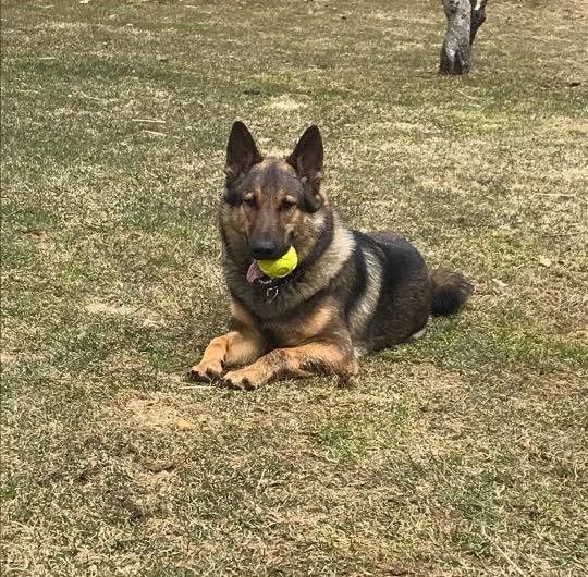 A german shepherd is laying in the grass with a tennis ball in its mouth.