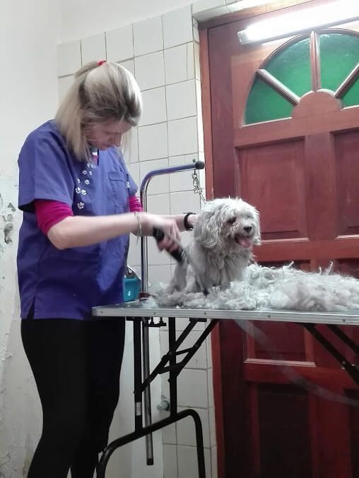 Una persona con una bata médica morada acicala a un perro blanco sobre una mesa, con montones de pelo cortado esparcidos sobre la superficie.