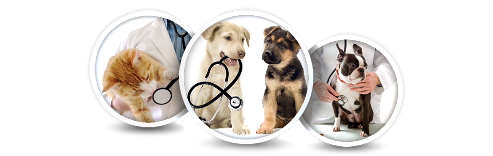 Tres iconos circulares que muestran a veterinarios examinando a un gato, un cachorro con un estetoscopio y un Boston Terrier.