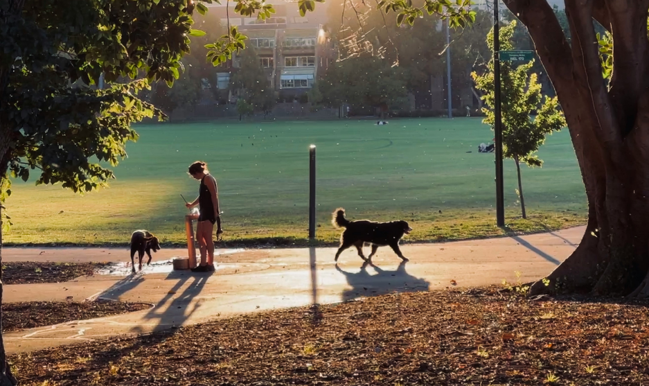 Two people walking dogs on a sunlit park path with trees and a grassy field in the background