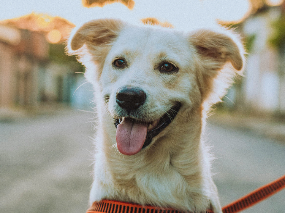 A cream-colored dog with its tongue out and ears perked, wearing an orange harness, posing outdoors on a blurred street.