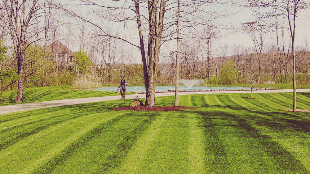 Man riding a bike on a path, lawn with stripes, tree in the center, house in the background.