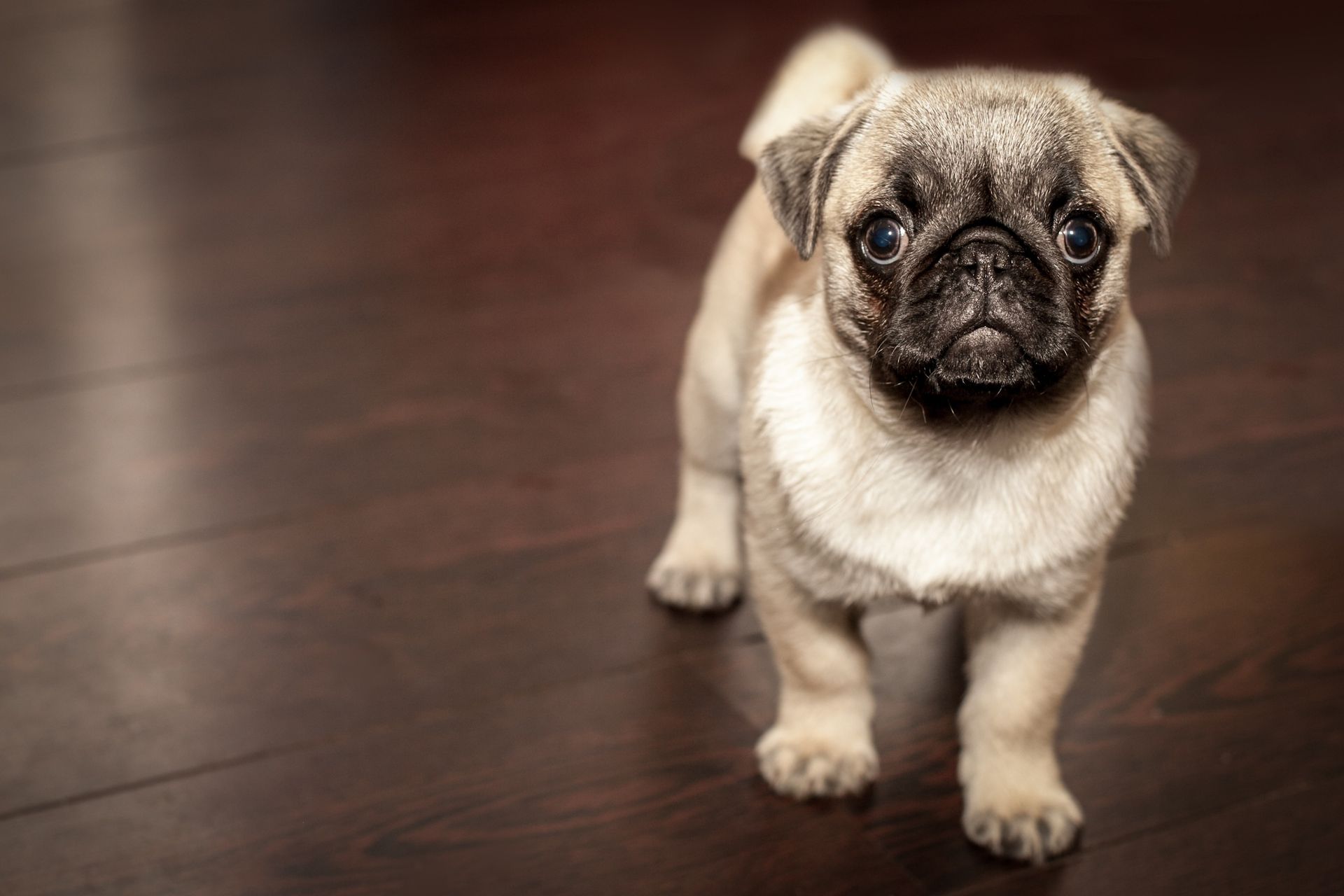 Ein Mops-Welpe mit faltigem Gesicht steht auf einem dunklen Holzboden und blickt nach vorn.