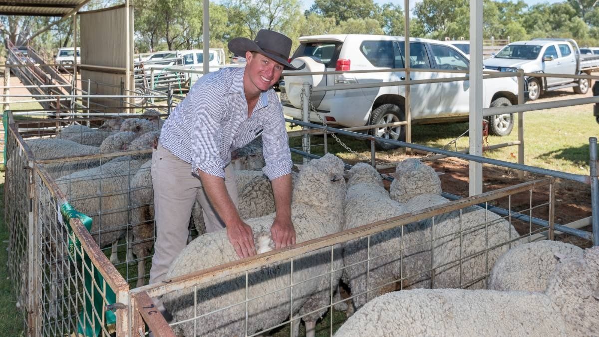 Lansdowne's Chris Turnbull inspecting sheep at a show