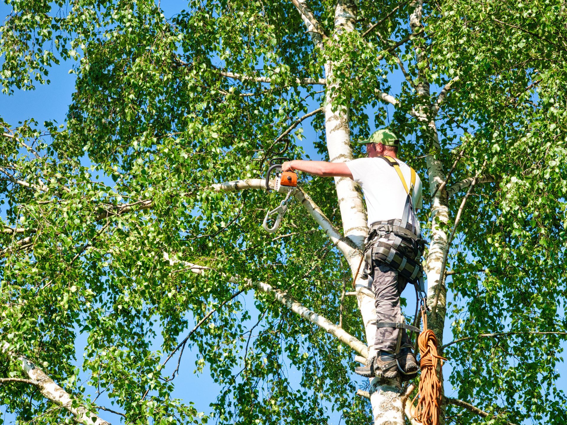 Arborist trimming a birch tree with a chainsaw while secured by a safety harness. Arborist trimming a birch tree with a chainsaw while secured by a safety harness.