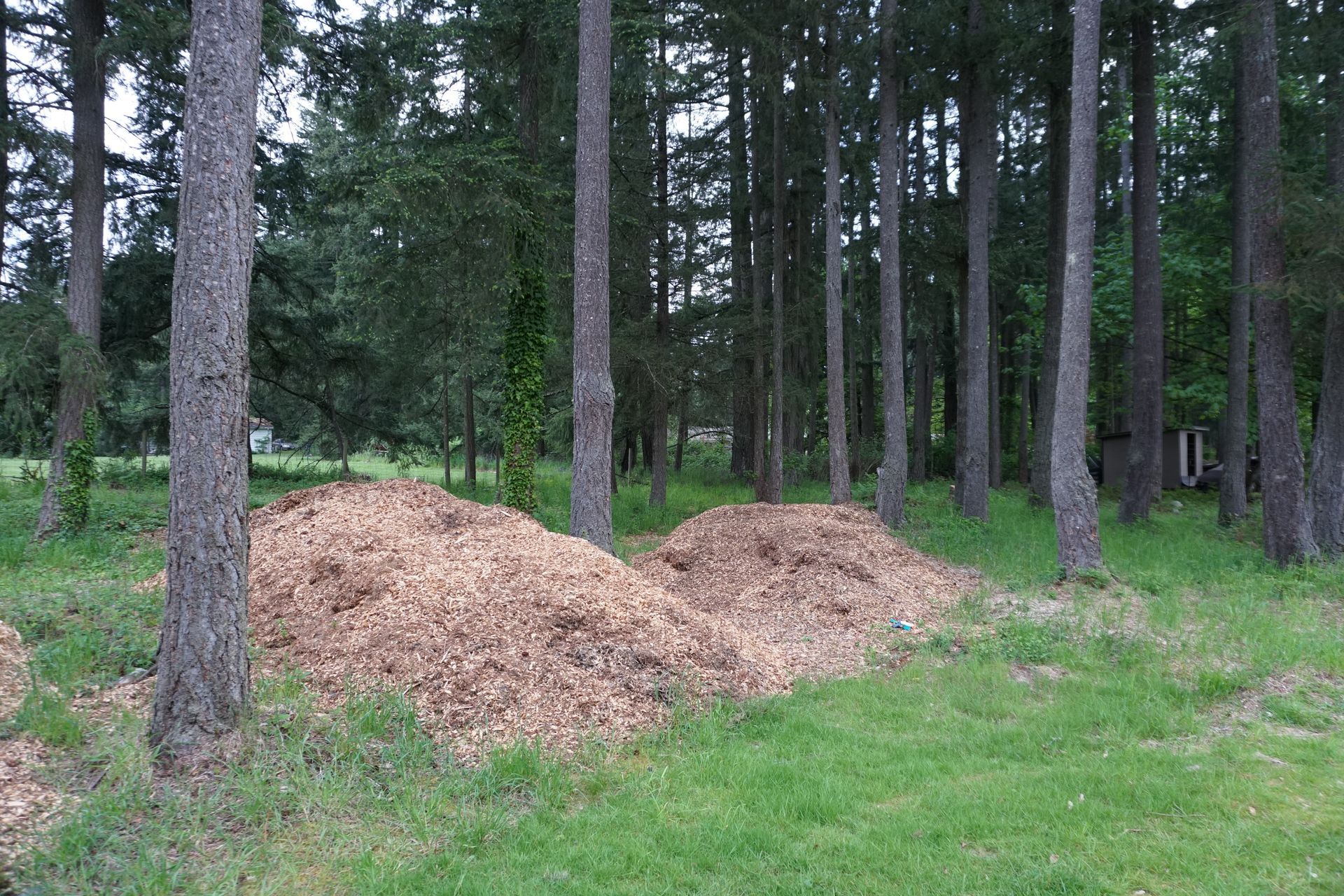 tree service clean up