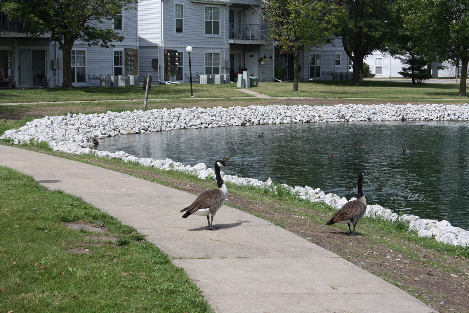 Two geese walking on a sidewalk beside a pond in a residential neighborhood.