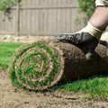 A gloved hand rolls up a strip of sod with exposed soil in a grassy yard.