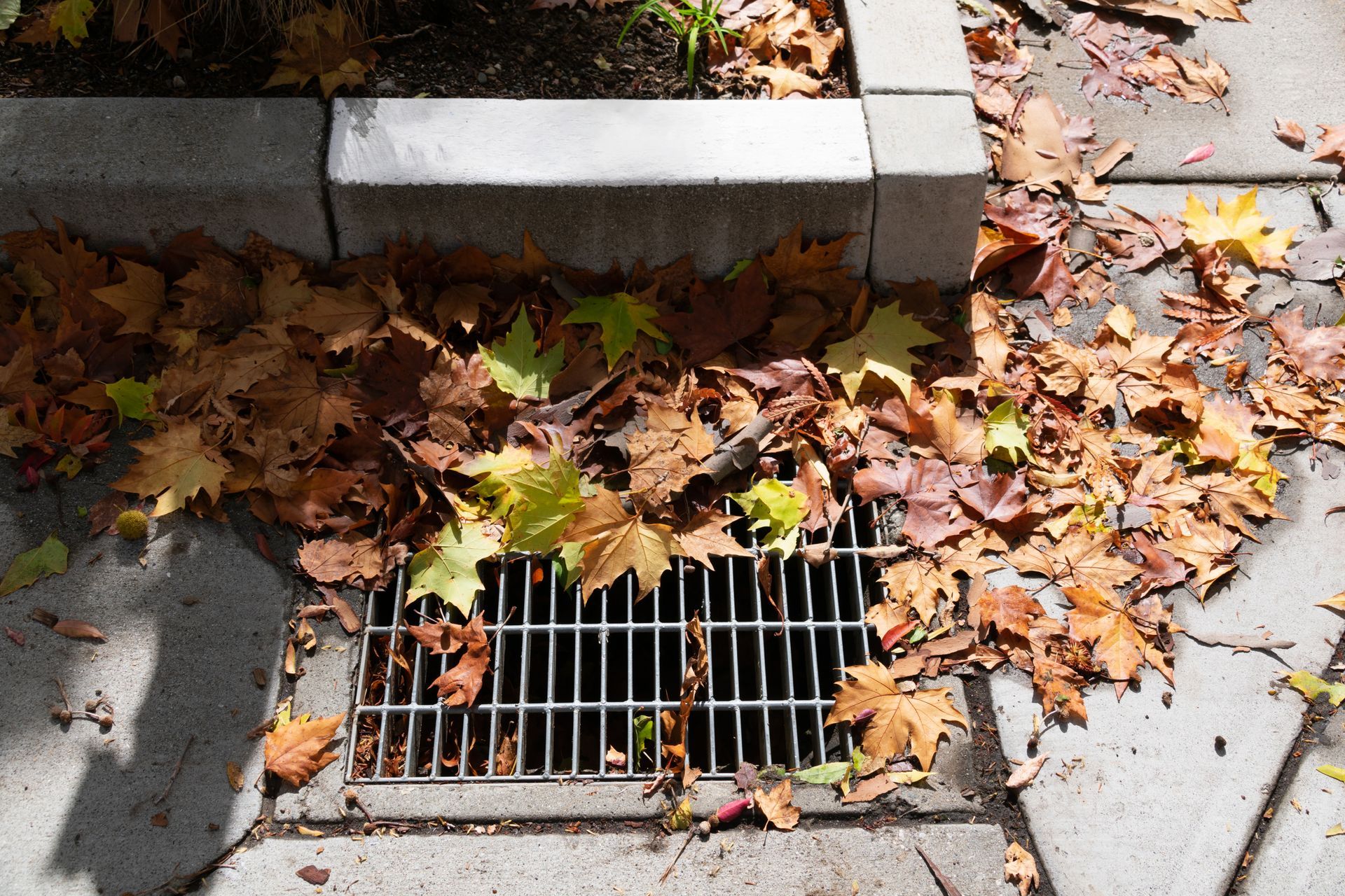 Storm drain grate covered with fallen autumn leaves beside a curb.