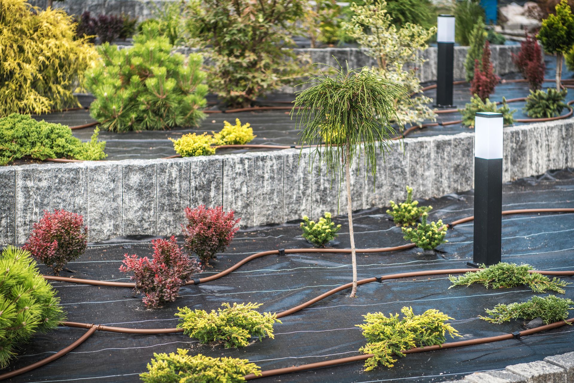 Tiered garden beds with black mulch, small shrubs, and a stone retaining wall in the background Tiered garden beds with black mulch, small shrubs, and a stone retaining wall in the background
