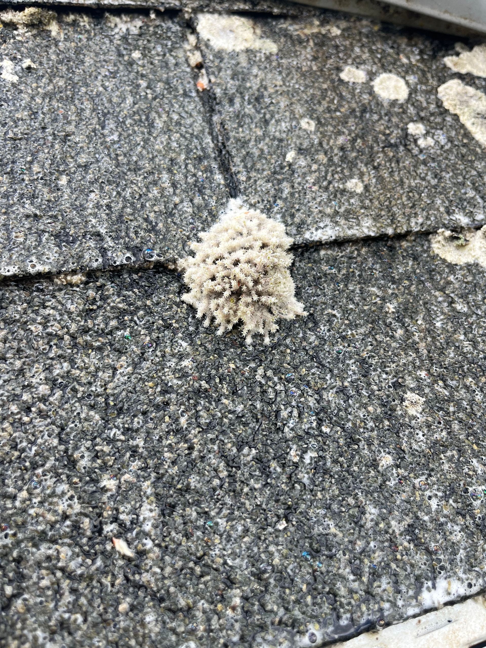 Small white lichen or fungus growing on a gray asphalt roof shingle.