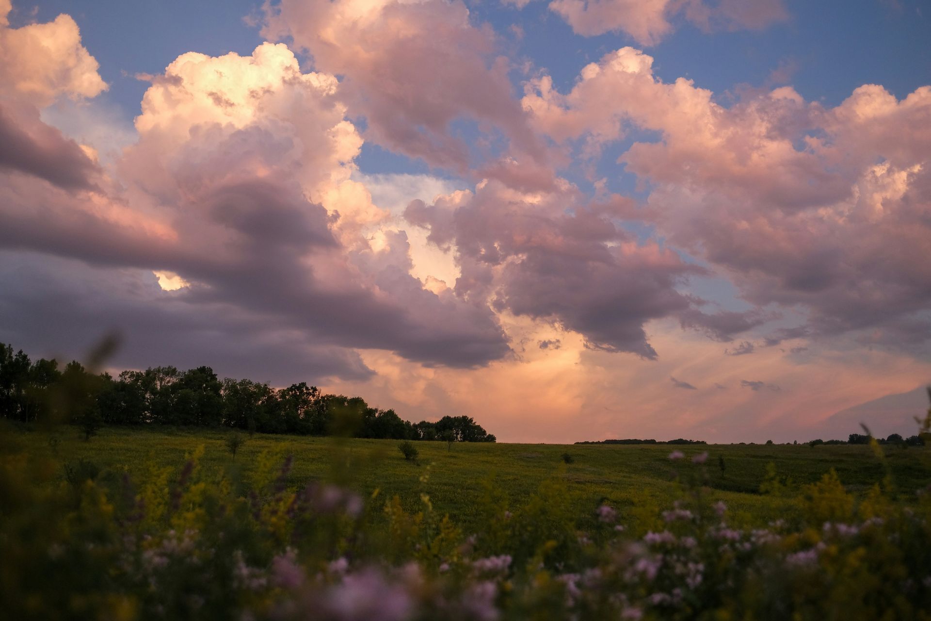 A field of flowers with a cloudy sky in the background.