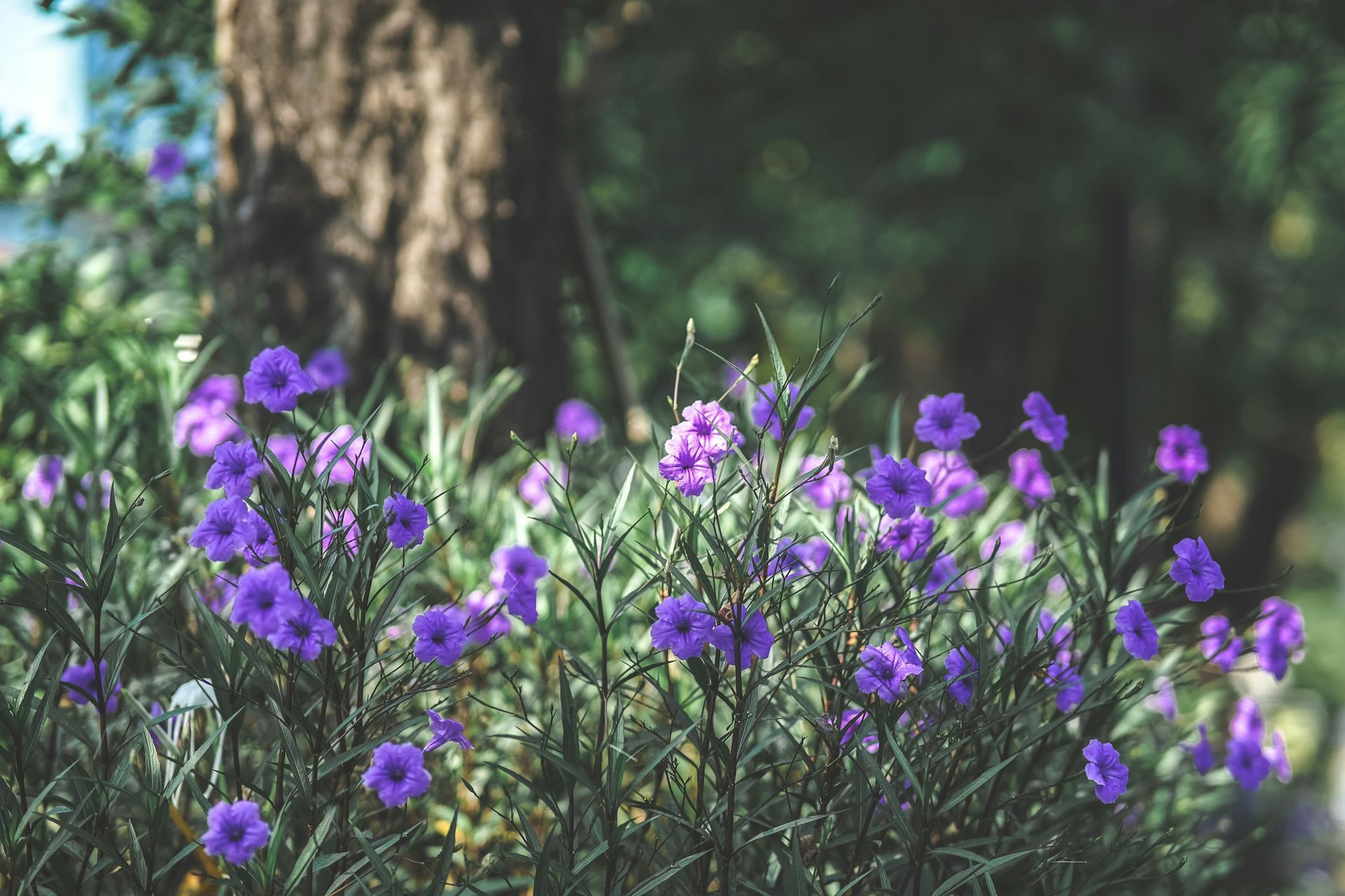 A bush of purple flowers with a tree in the background.