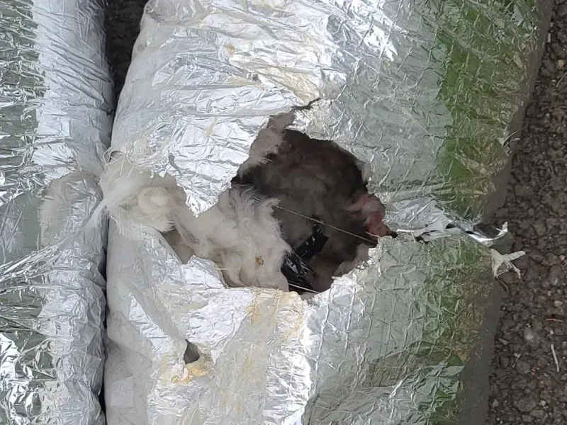 A rat is sticking its head through a hole in aluminum foil.