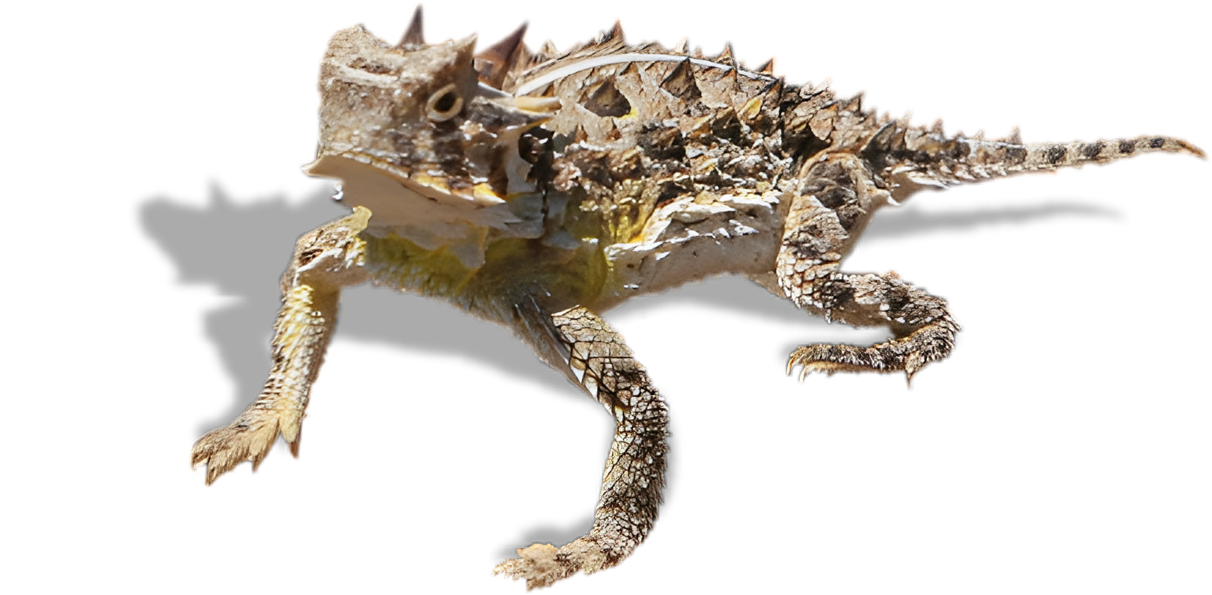 Reptile | Hill Country European Autoworks