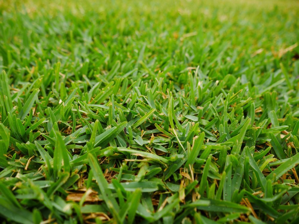 Close-up of Bright Green Grass Blades, Filling the Frame — Lads Lawns & Gardens in Bentley Park, QLD