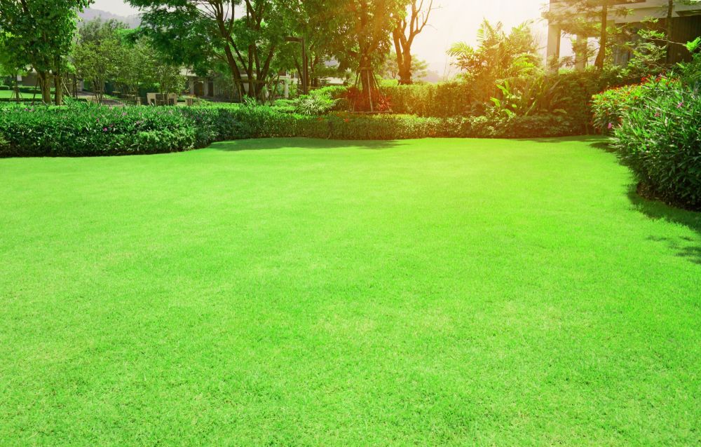 Lush Green Lawn with Manicured Bushes and Trees in A Sunny Park Setting — Lads Lawns & Gardens in Redlynch, QLD