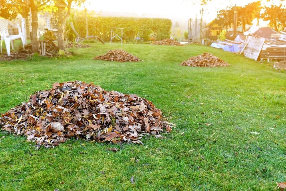 Piles of Fallen Brown Leaves on Green Grass in A Sunlit Backyard — Lads Lawns & Gardens in Edmonton, QLD