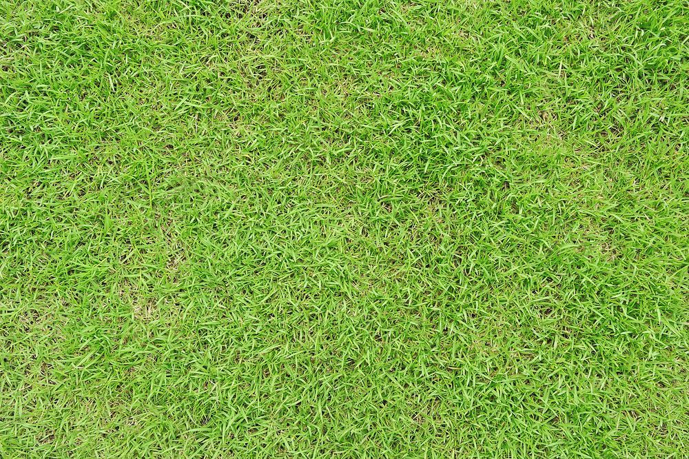 Close-Up of Bright Green Grass, Providing a Textured Surface — Lads Lawns & Gardens in Port Douglas, QLD