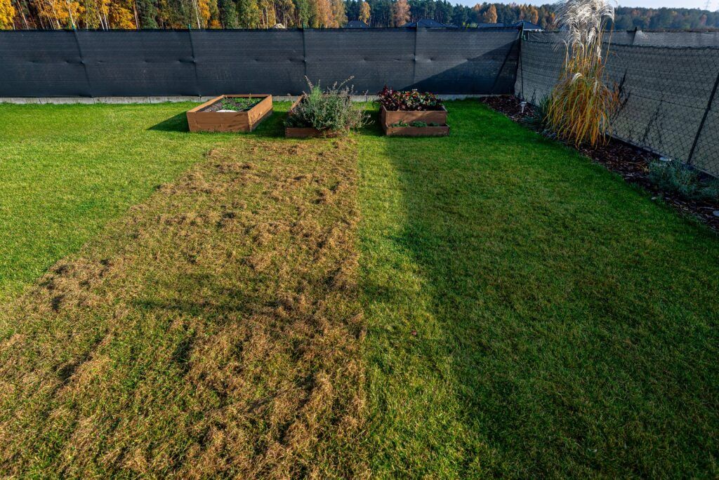 Lawn Showing a Healthy Green Grass and Brown, Dead Grass — Lads Lawns & Gardens in Atherton Tablelands, QLD