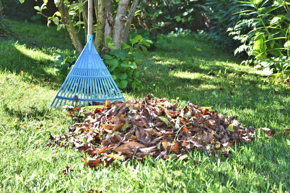 Blue Rake Next to A Pile of Brown Leaves on Green Grass in A Yard — Lads Lawns & Gardens in Port Douglas, QLD