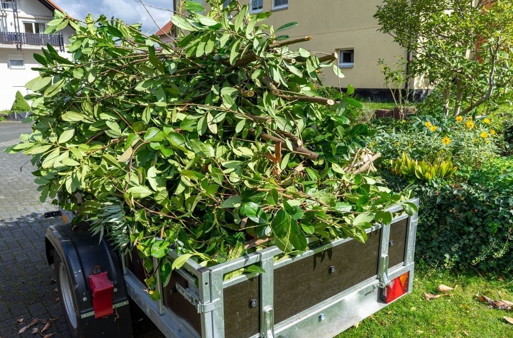Trailer Loaded with Green Tree Branches in A Yard — Lads Lawns & Gardens in Mossman, QLD