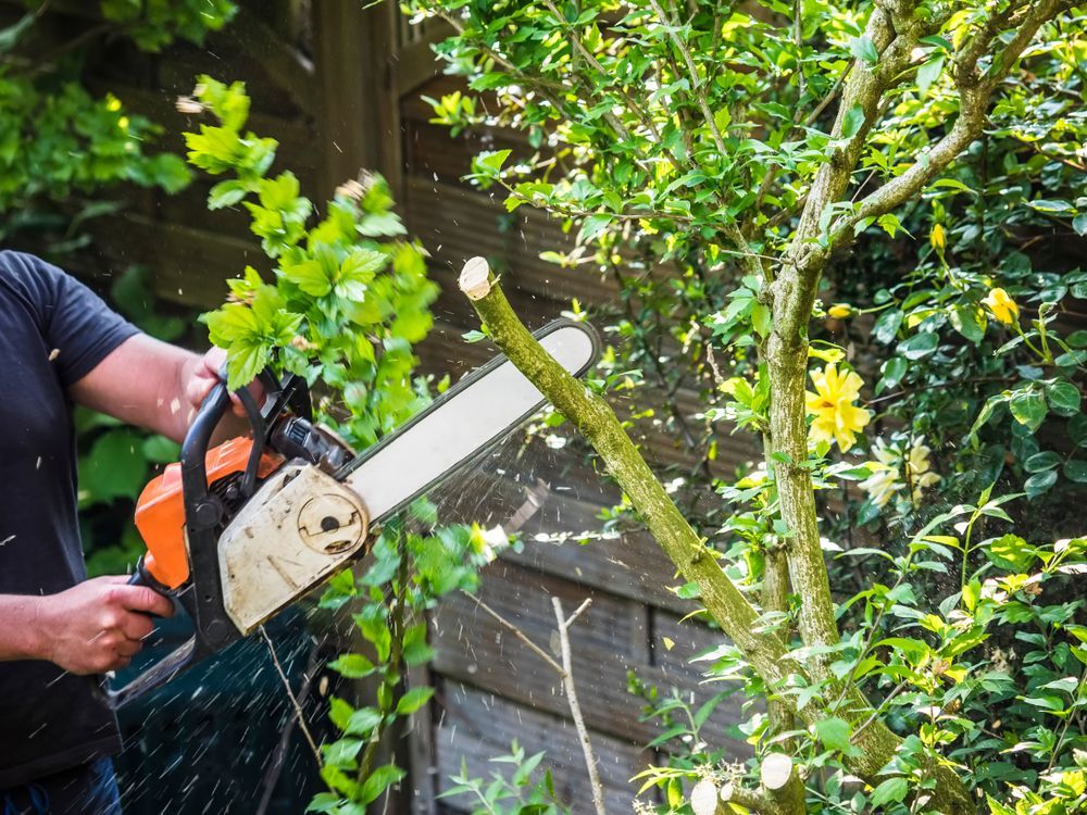 Person Using a Chainsaw to Trim a Tree Branch in A Garden — Lads Lawns & Gardens in Atherton Tablelands, QLD