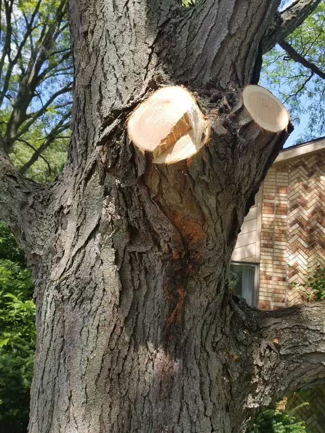 Improper Cuts — Niles, MI — American Tree Care Improper Cuts — Niles, MI — American Tree Care