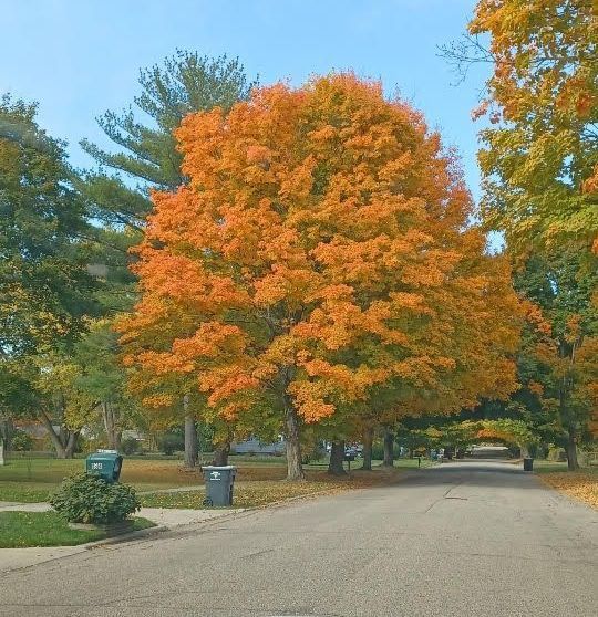 Tree Service