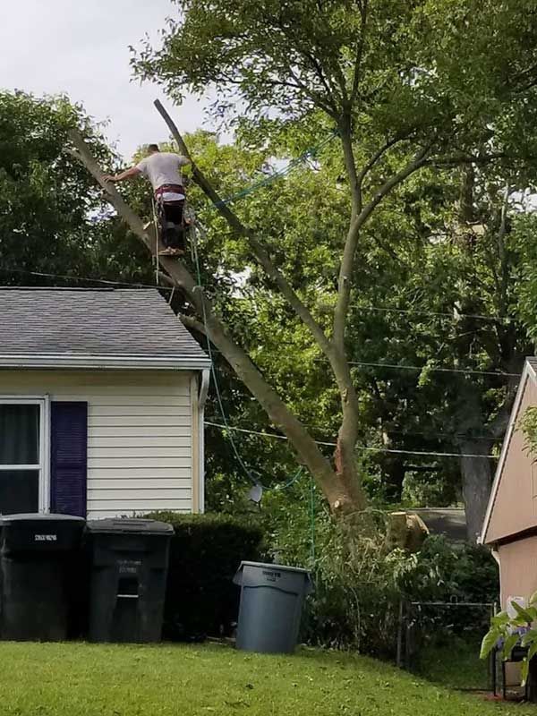 Roping Down  A Tree — Niles, MI — American Tree Care