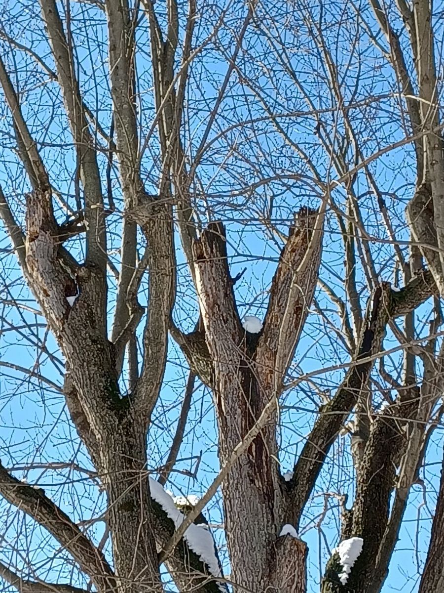 Not Topping Trees | American Tree & Lawn Care, LLC