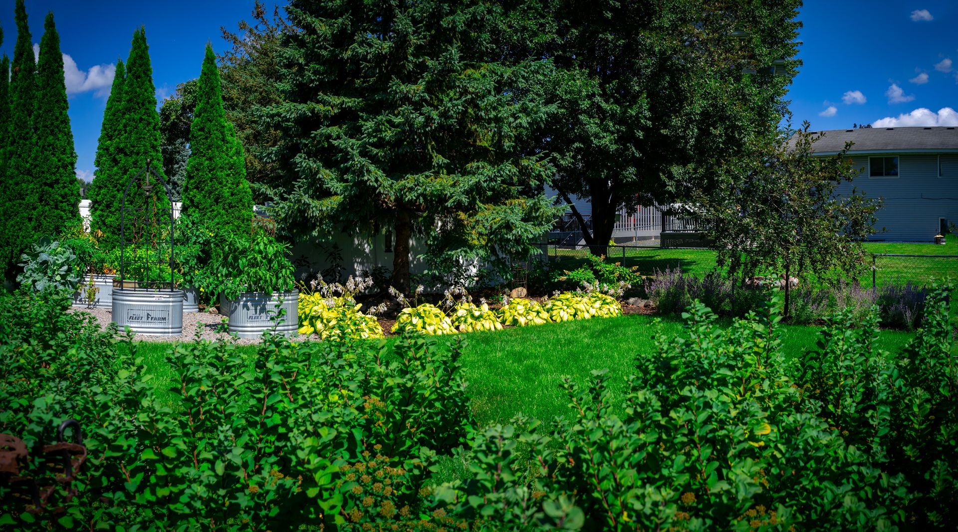 Green garden with trees and bushes, sunny day, blue sky, residential neighborhood.
