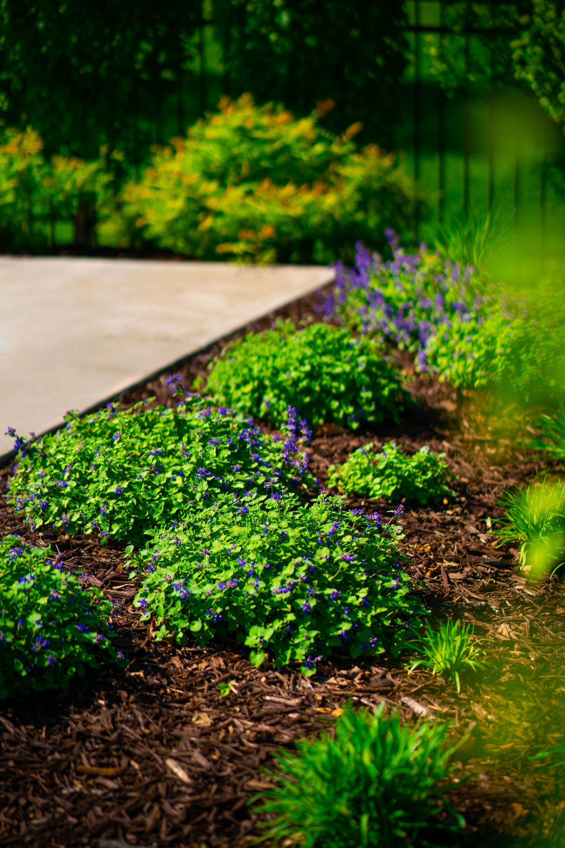 A lush green garden with purple flowers and a concrete walkway.