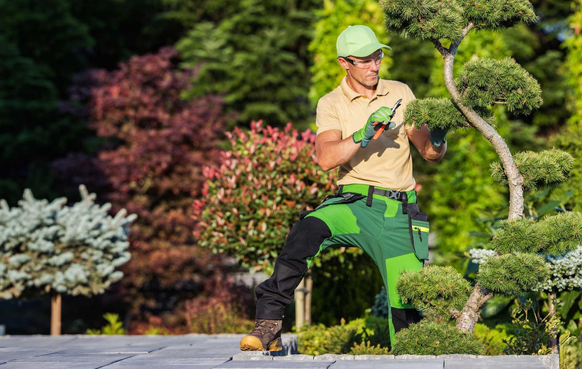 Professional landscaper pruning an ornamental tree in a landscaped garden with shears on a sunny day.