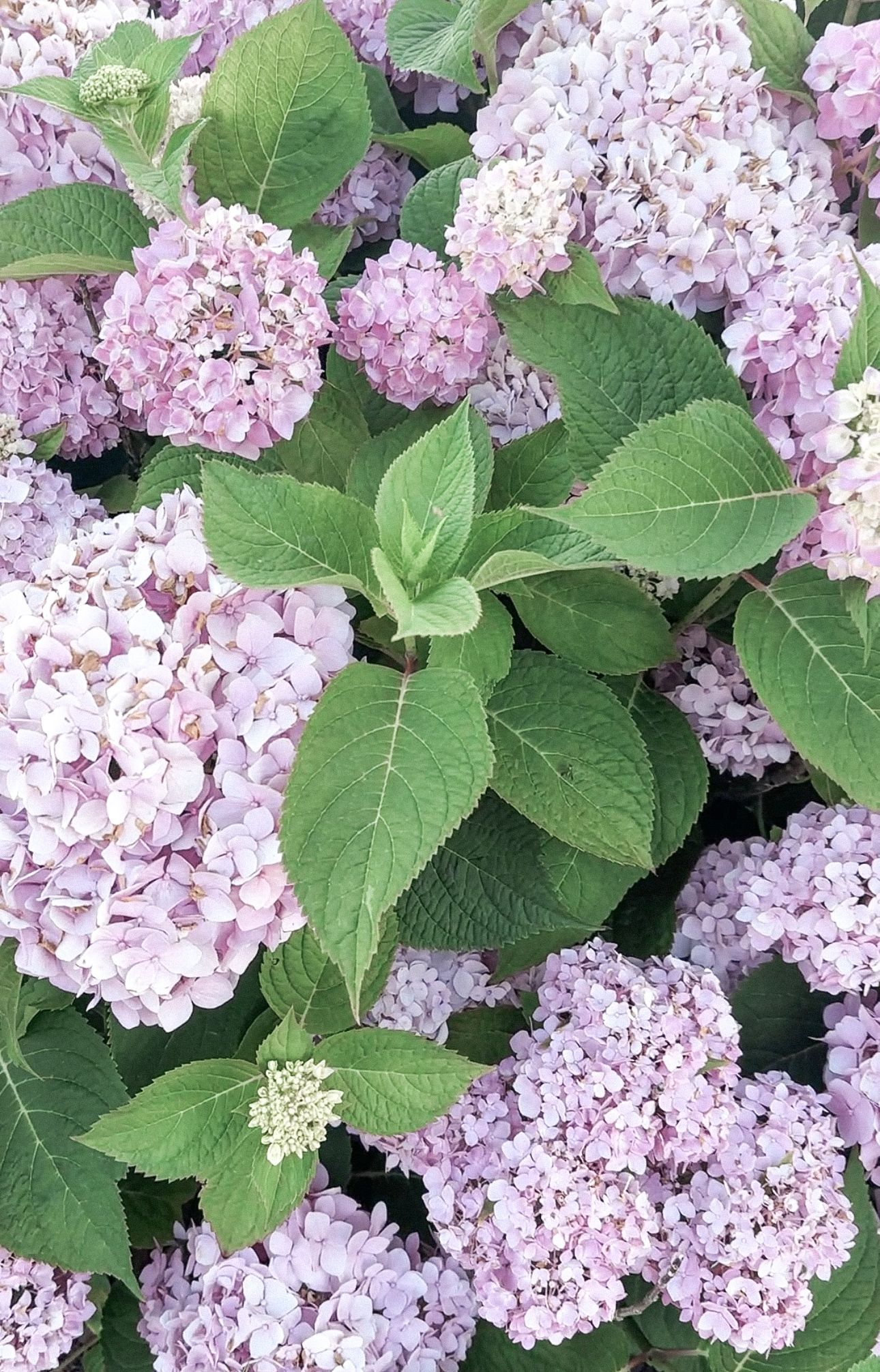 A bunch of pink flowers with green leaves on a bush. A bunch of pink flowers with green leaves on a bush.