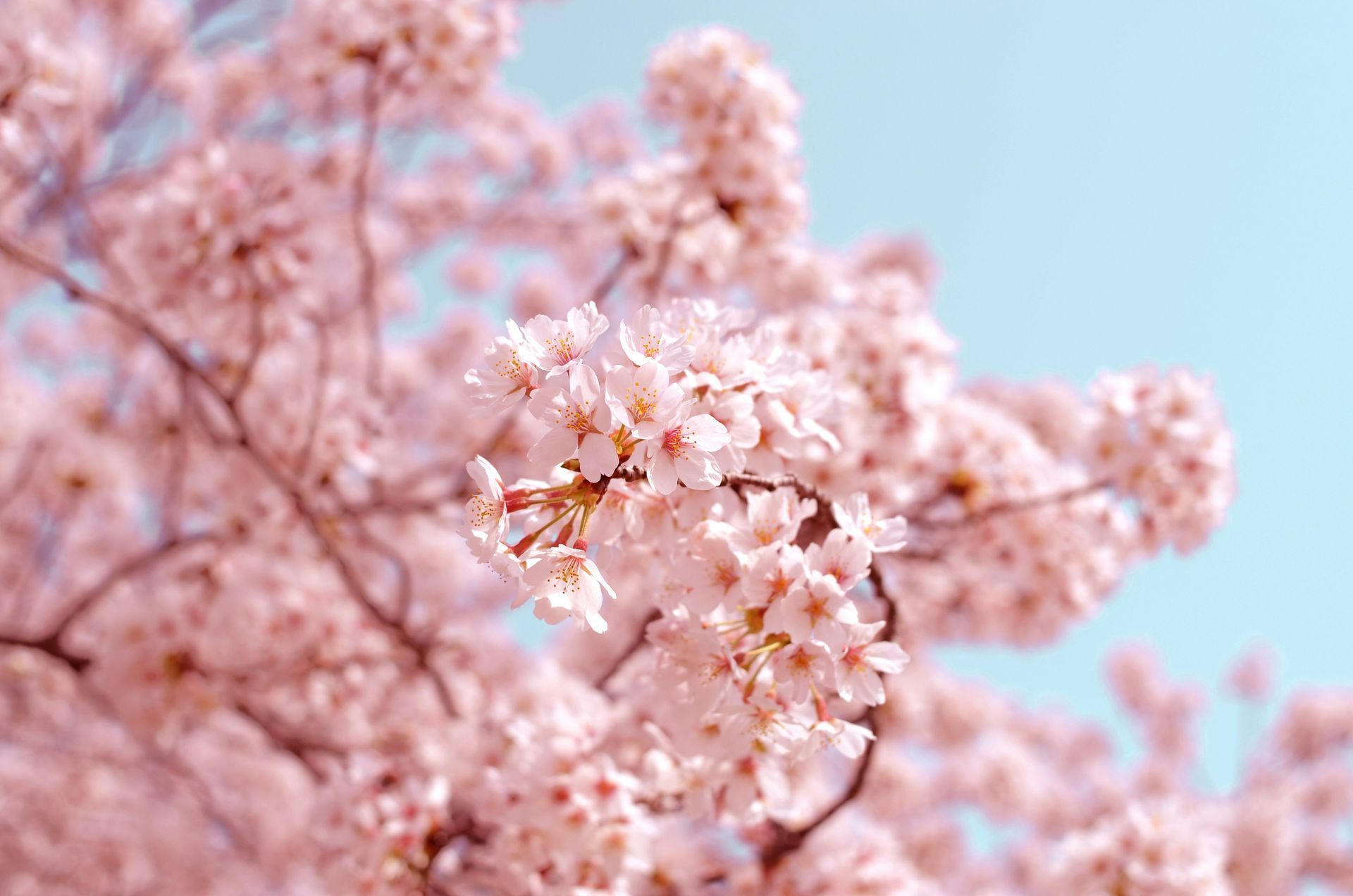 Close-up of delicate pink cherry blossoms in full bloom against a clear, pale blue sky.