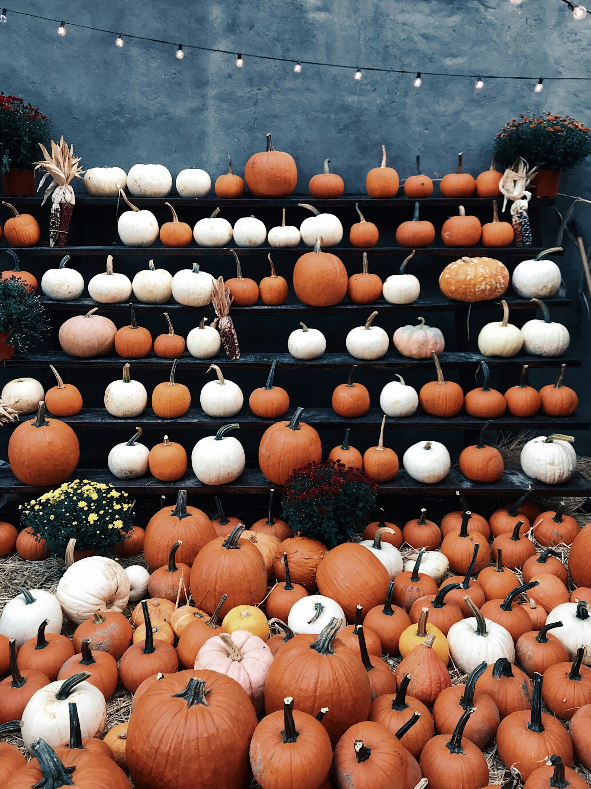 A bunch of pumpkins are lined up on a shelf A bunch of pumpkins are lined up on a shelf