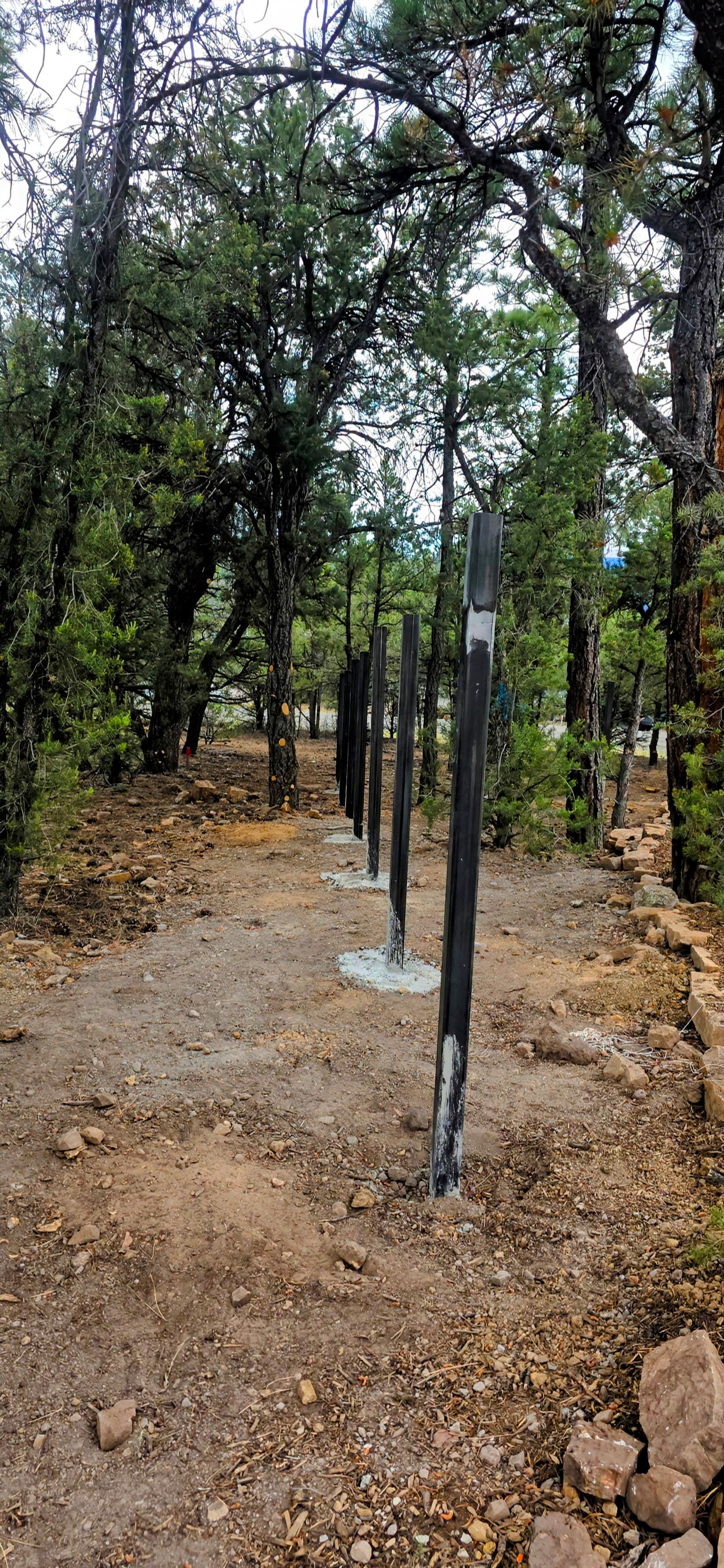 Rows of young saplings in black tubes on stakes in a dry, wooded area