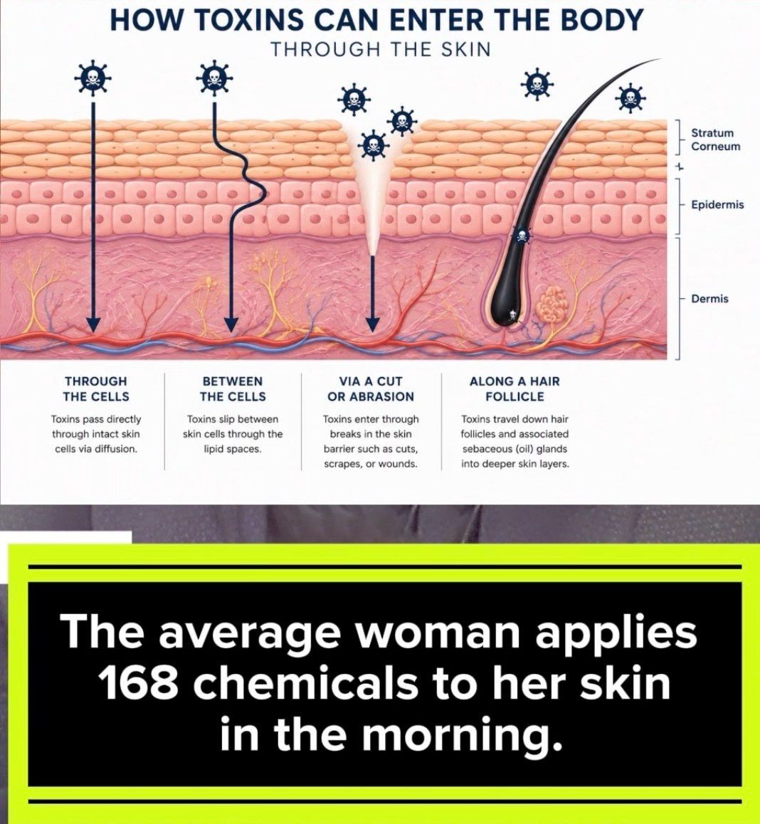 Diagram: how toxins enter the body through the skin, through cells, between cells, via a cut, and along a hair follicle, with a note that the average woman applies 168 chemicals to her skin each morning