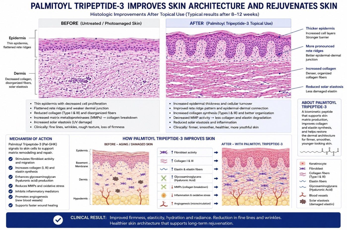 Histology comparison showing increased epidermal and dermal thickness with topical peptides