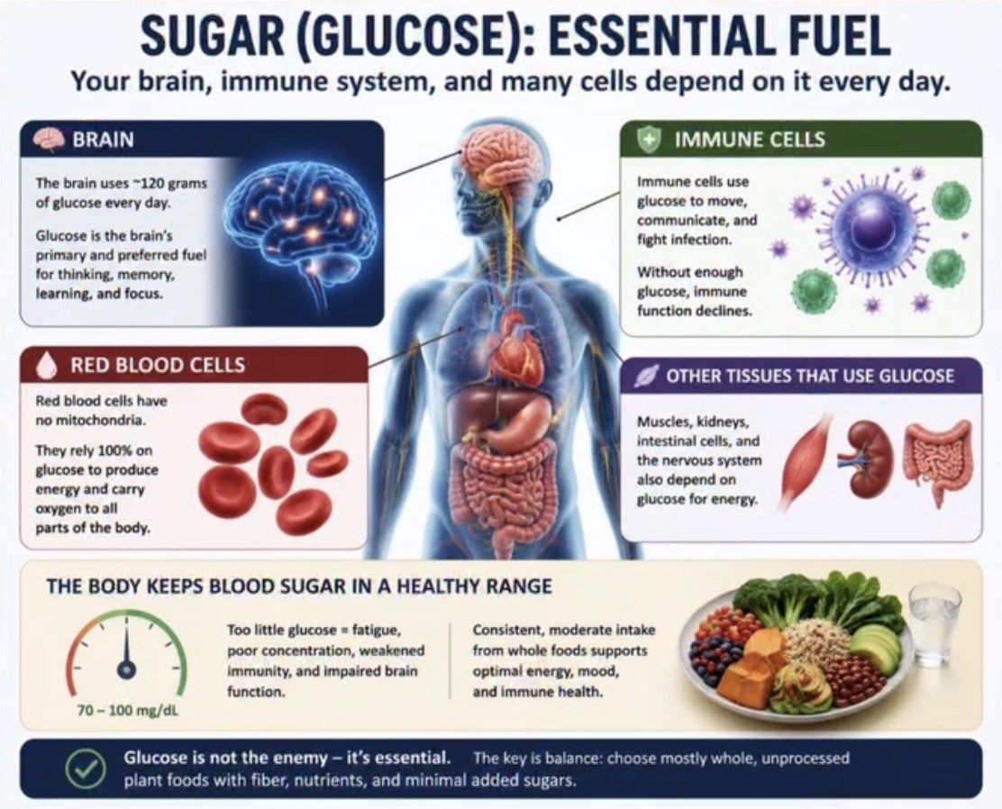 Infographic showing that glucose is essential fuel for the brain, immune cells, red blood cells and other tissues