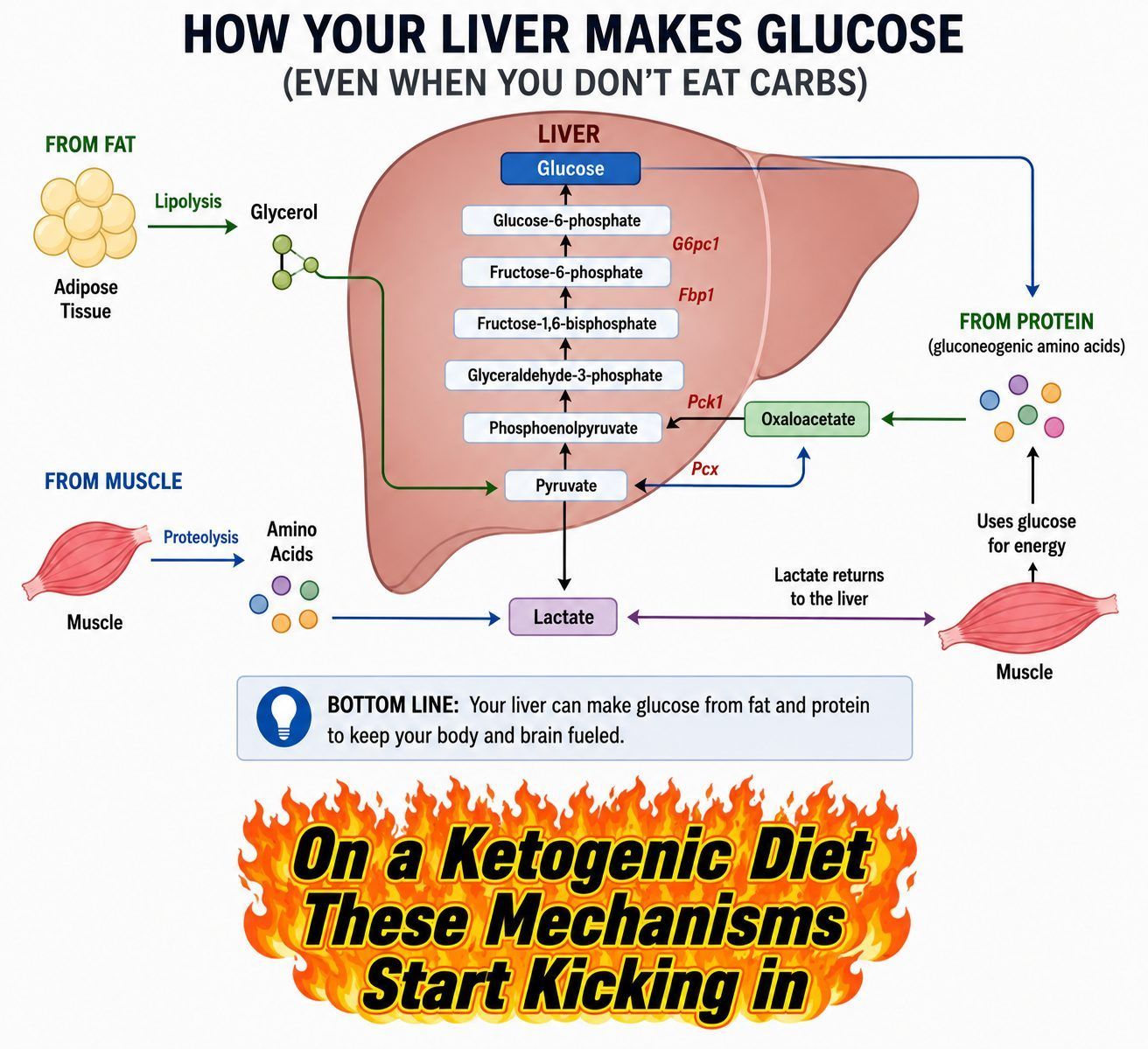 Diagram of gluconeogenesis: how the liver makes glucose from fat and protein even when you do not eat carbohydrates