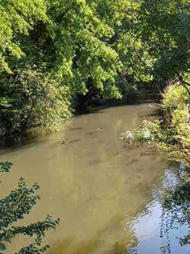 Een rivier stroomt door een bosrijk gebied; eenden zwemmen in het water en zonlicht filtert door de bomen.