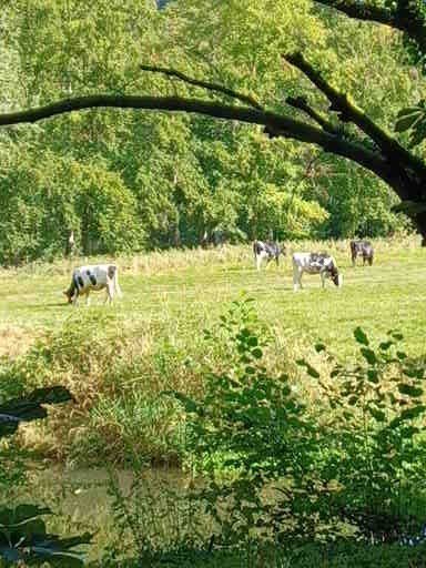 Koeien grazen in een groene weide vlakbij een bos, dat door de takken van andere bomen heen te zien is.