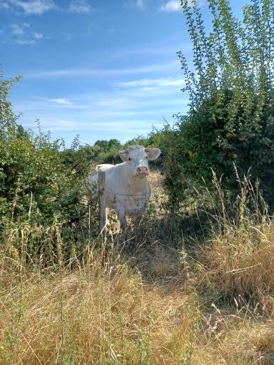 Een witte koe staat in een grasveld, omringd door struiken, met een blauwe lucht erboven.
